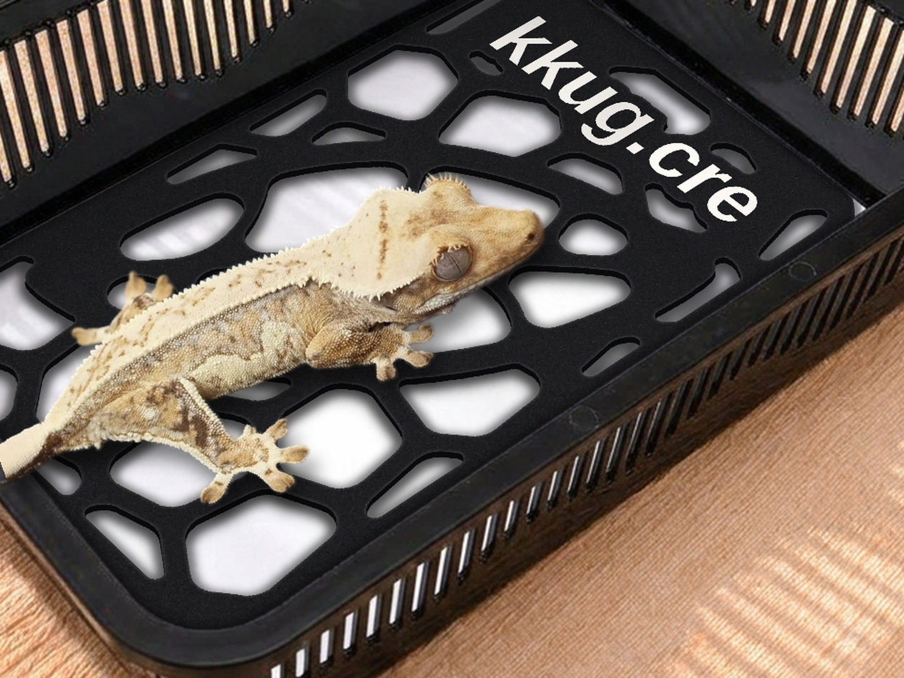A small tub with a pad and a Pebble Plate, with a crested gecko on top